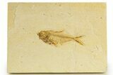 Fossil Fish (Diplomystus) - Wyoming #320137-1